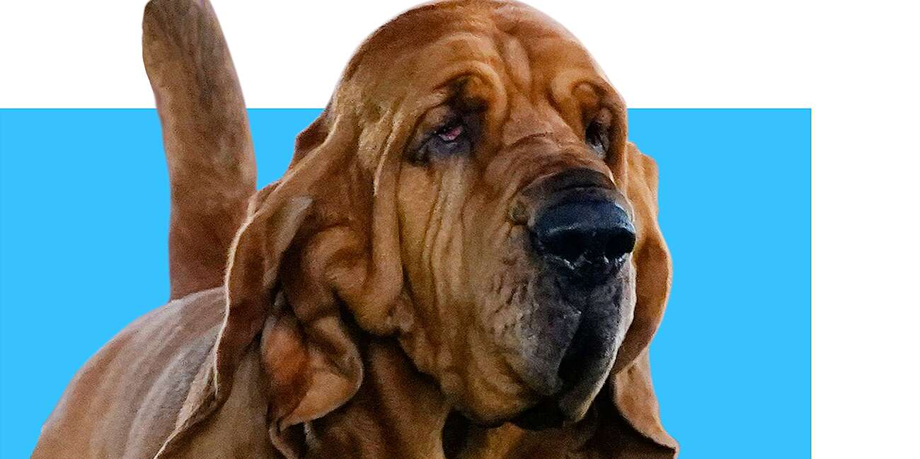 Trumpet the Bloodhound Wins Best in Show at the 2022 Westminster Dog Show
