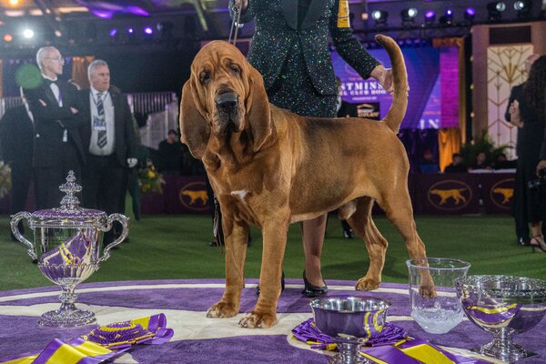 Westminster Dog Show 2022: Photos and Highlights