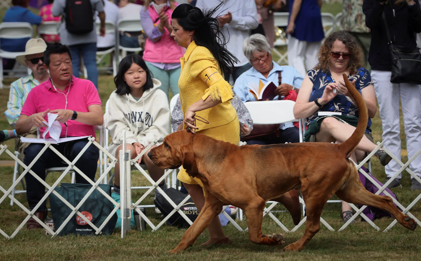 Westminster Dog Show 2022: Trumpet the bloodhound wins Best in Show